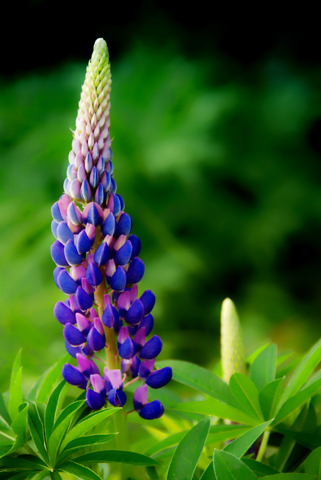 Purple-and-Pink.jpg