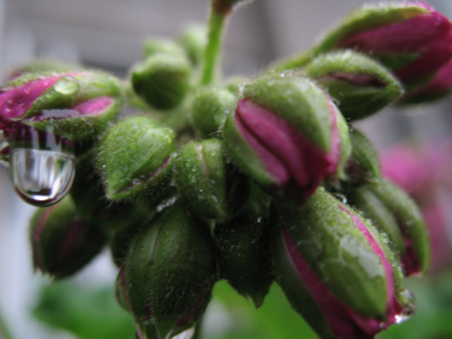 After-the-rain.jpg
