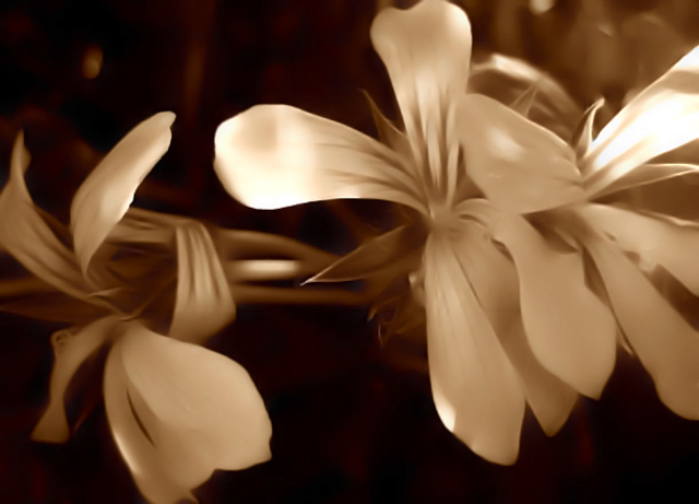 Soft-sepia.jpg