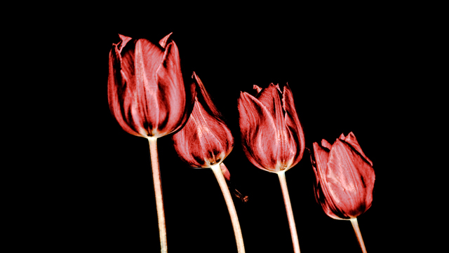 Twilight-tulips.jpg