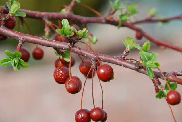 Red-and-green.jpg