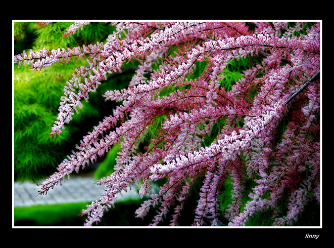 i'm dreaming of pink