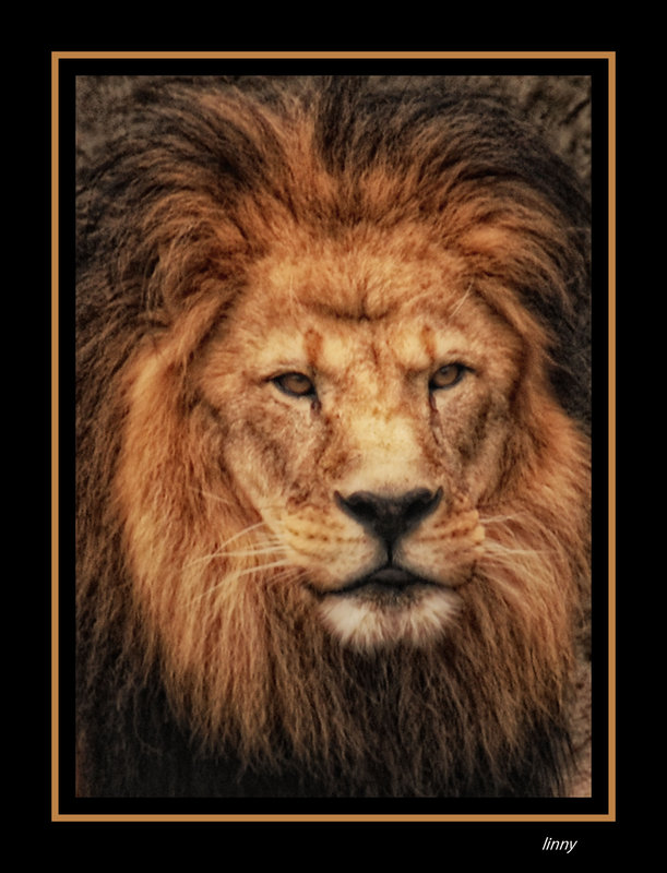 the king