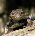 Lizard Lips