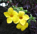 Yellow Allamanda
