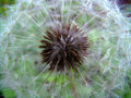 Inside a Dandelion