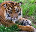 Tiger Portrait