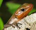 Skink