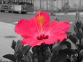 flowa-1-opt.jpg