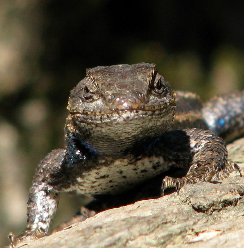 Lizard Lips
