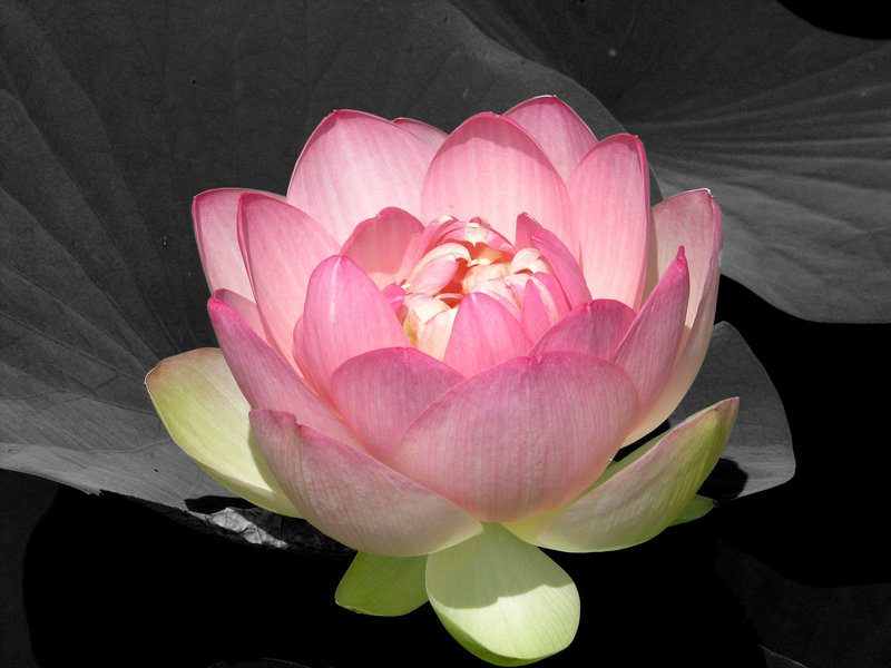 Pink Lotus