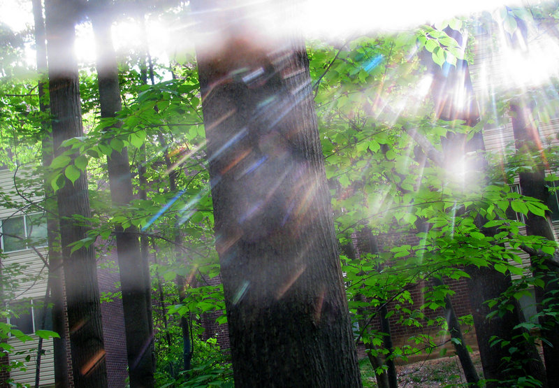 Web of Light