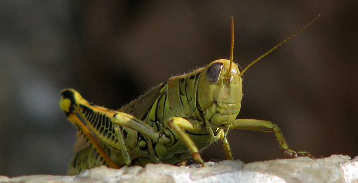 grasshopper-opt.jpg