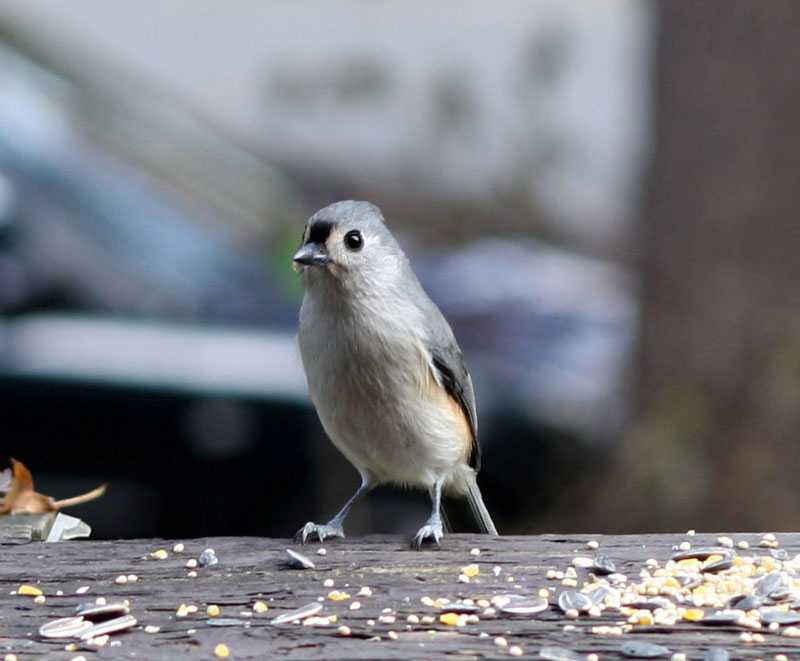The Early Bird