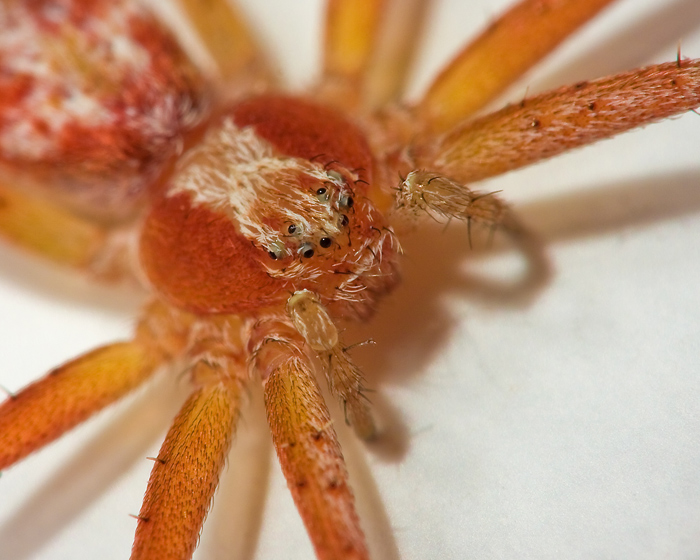 Spider on nest