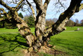 The Old Oak