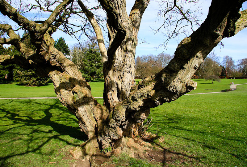 The Old Oak