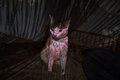 The flowercat stalks at midnight