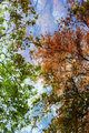 Tree Party