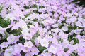 Flower Bed