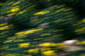Shooting stars...er...flowers