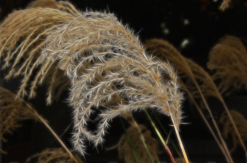 Feathery Flora