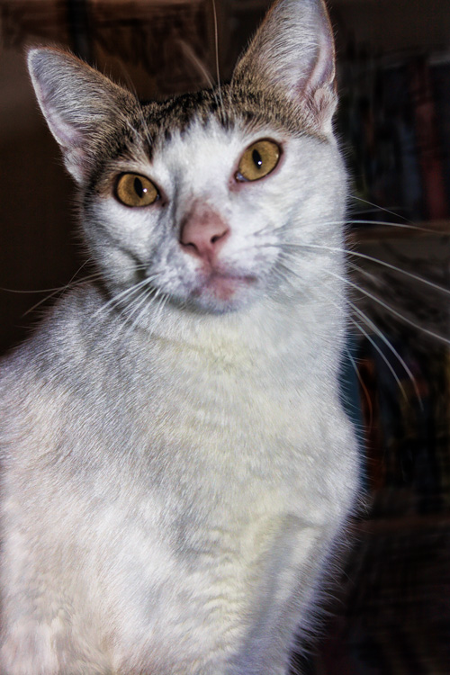 Leo