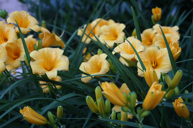 flowers-orig.jpg