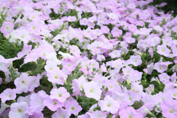 Flower Bed