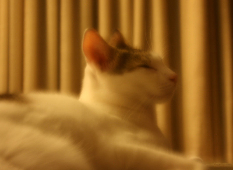 Soft Leo (2)