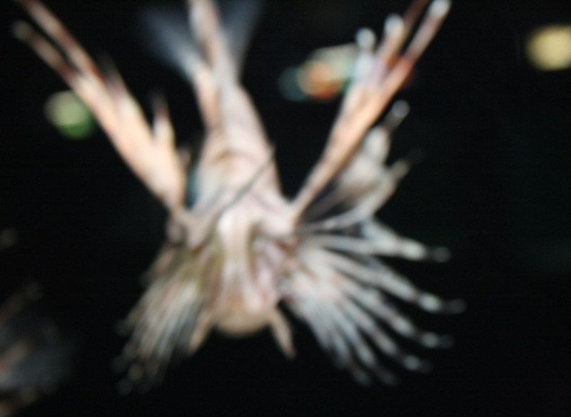 Lionfish