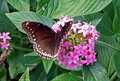 Butterfly London Zoo
