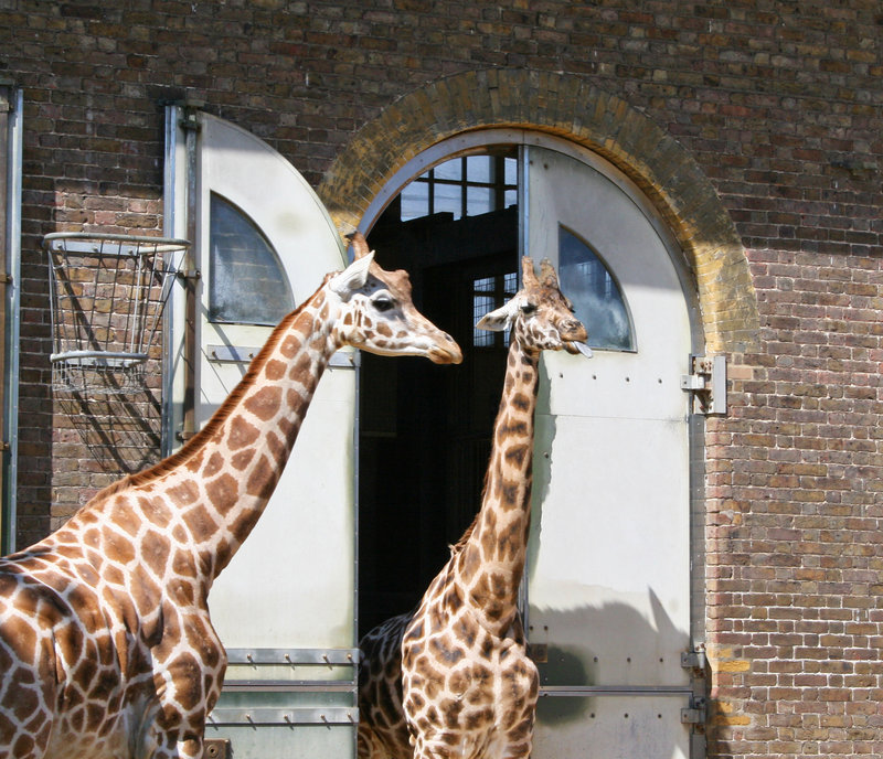 Funny Giraffe