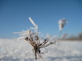 Snow Topped 1
