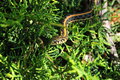 garter snake original.jpg