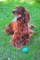 Who Said Pets Never Pose?