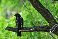 Spotted Towhee