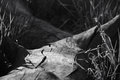 Fallen & Forgotten