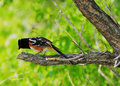 Spotted Towhee Outtake