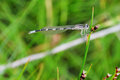 Damselfly