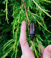 pine sawyer size port.jpg