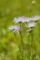 Wildflower1