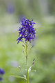 Wildflower2