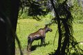 Disgruntled moose