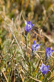More Cool flowers, on Sheep Mountain