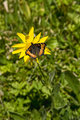 Another butterfly