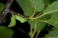 Poised Caterpillar