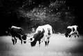 Untitled-1