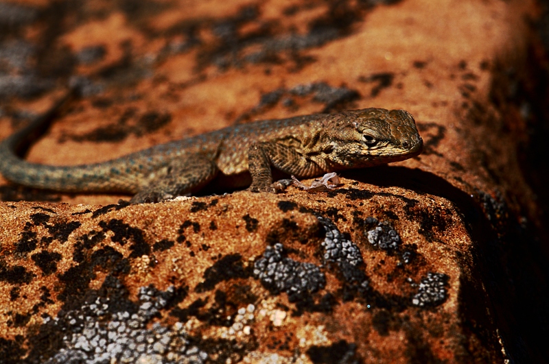 DSC_6789lizardsc