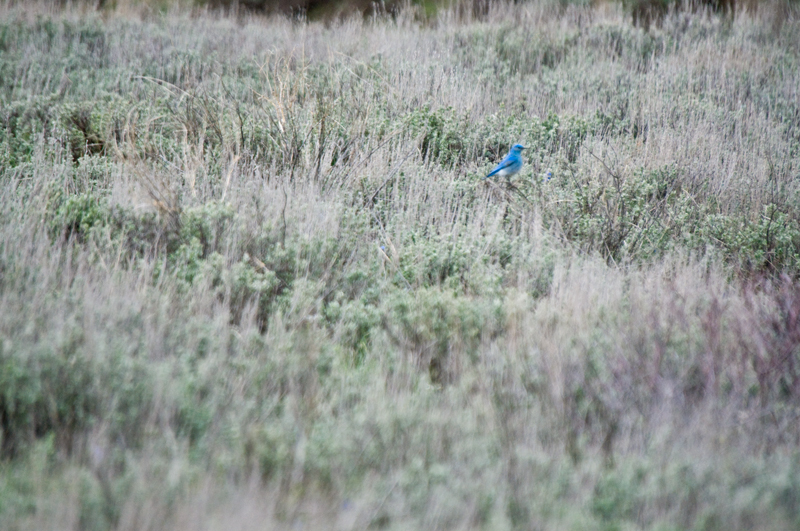 DSC_6063